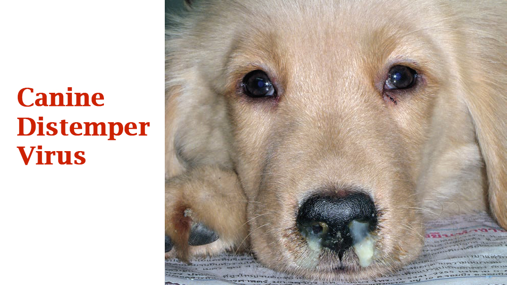 Bệnh Care ở chó (Canine Distemper)