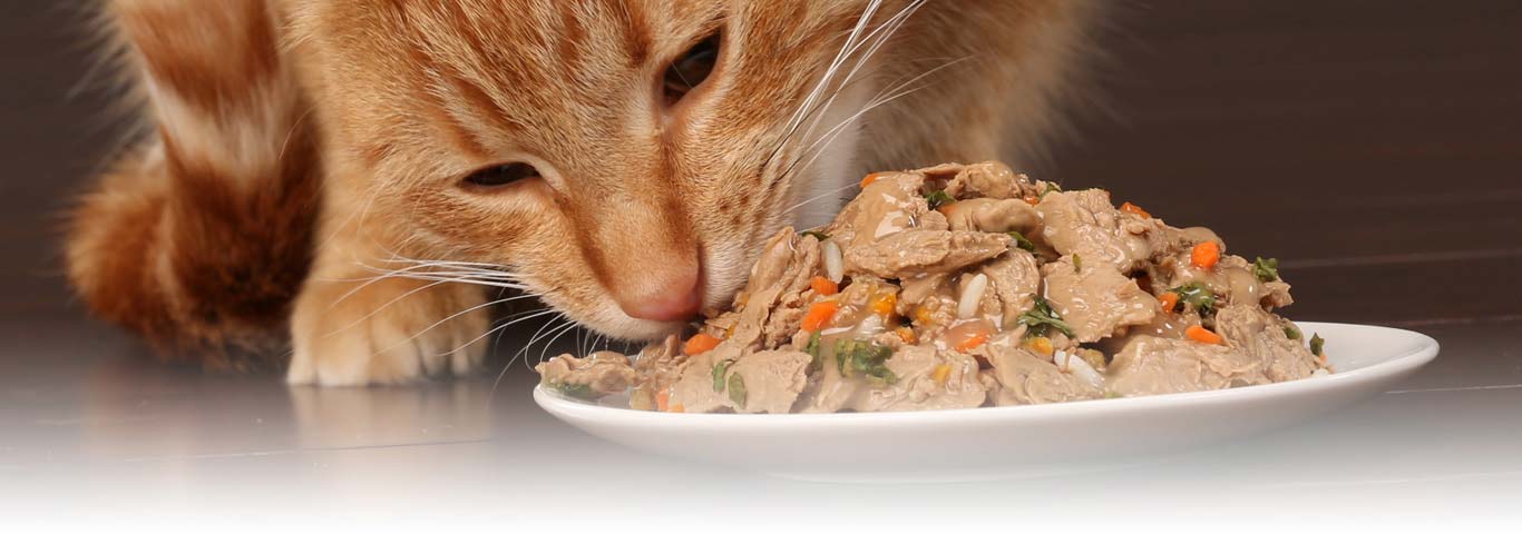 Muối trong thức ăn cho mèo