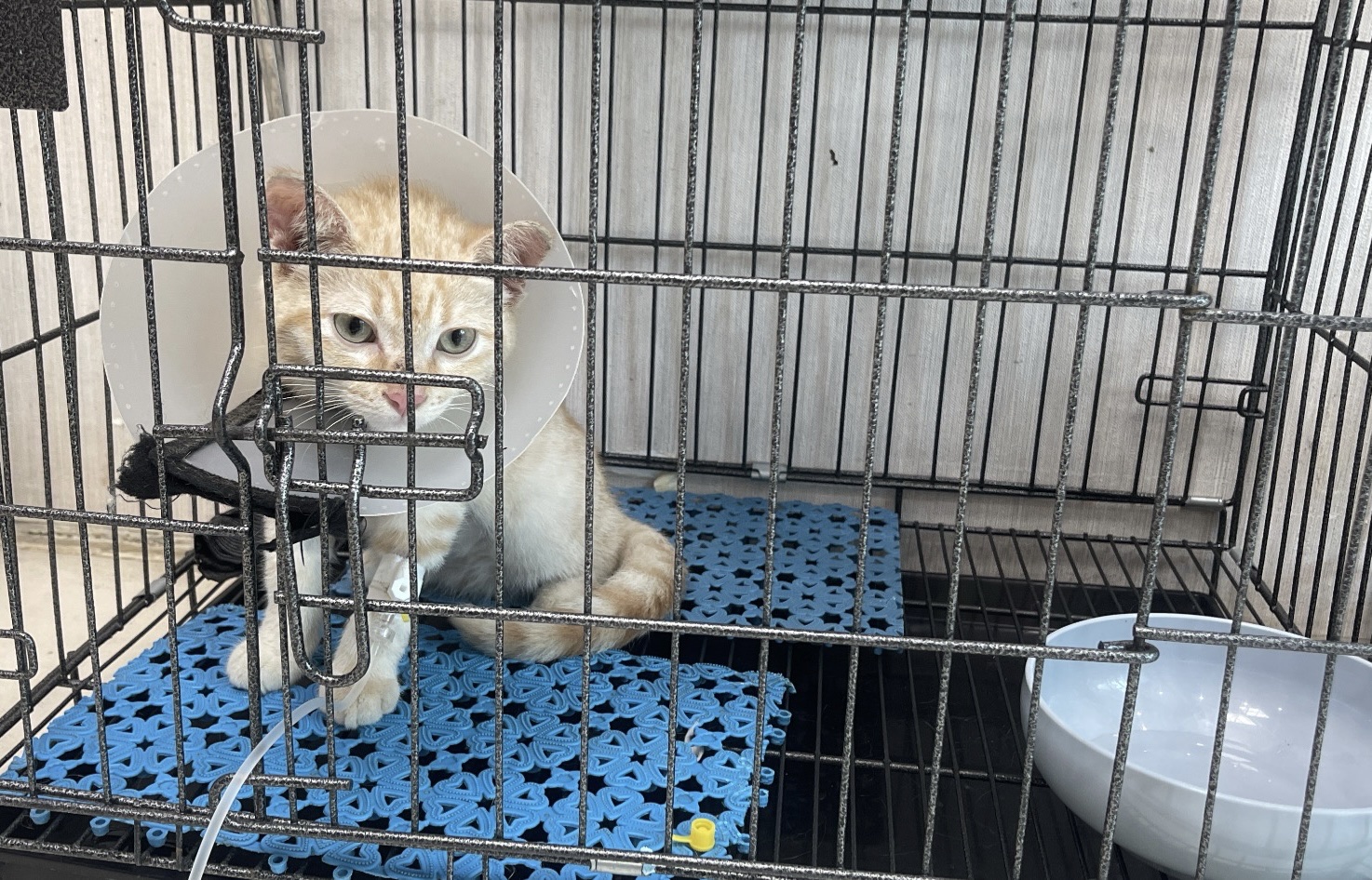 Giảm bạch cầu trên mèo