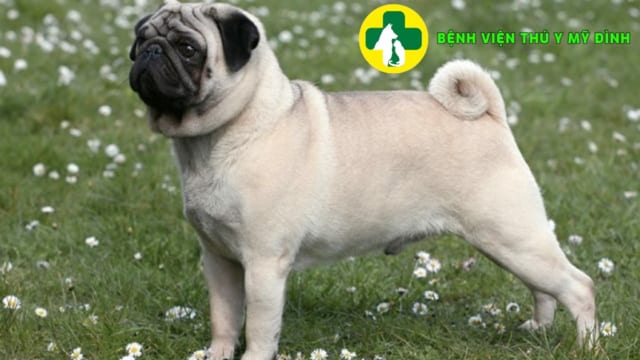Những giống chó thường gặp ở Việt Nam – Bệnh viện thú y Mỹ Đình